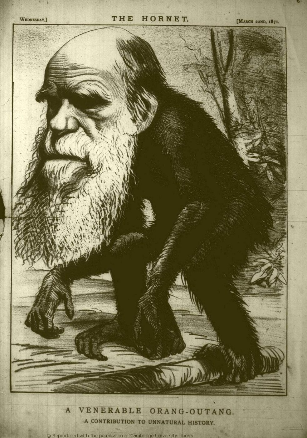 Anonymous artist, A Venerable Orang-Outang. A Contribution to Unnatural History, 1871. Lithograph, published in The Hornet, 22 March 1871. Darwin Archive, Cambridge University Library, DAR 141.5–6.
